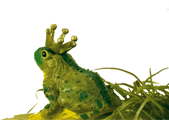 Grenouille